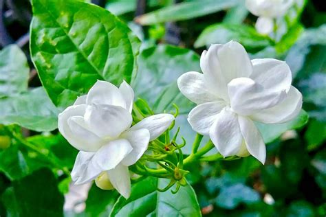 好一朵茉莉花